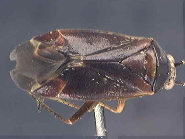Psallus ambiguus